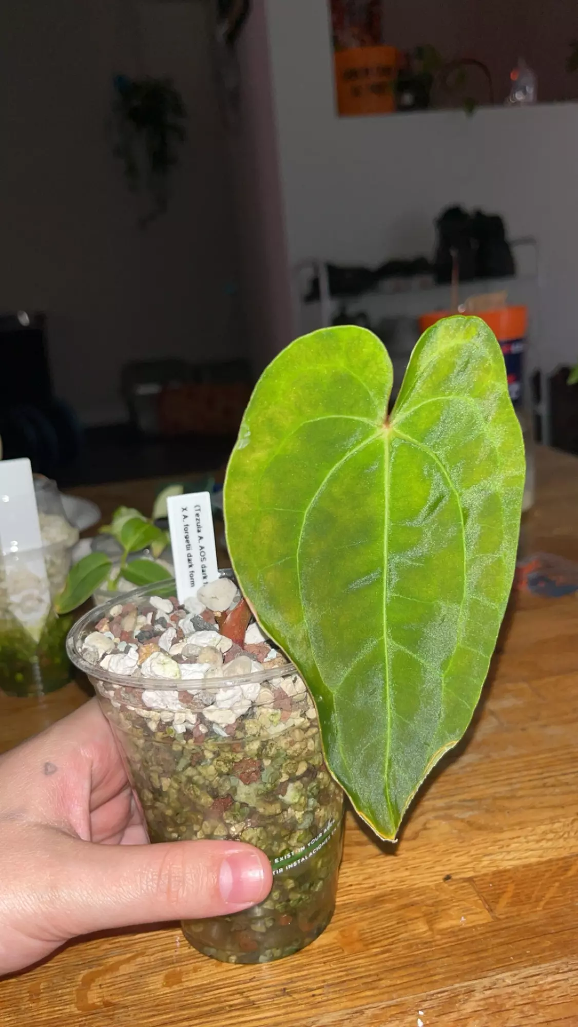 plant/Anthurium with cat nibbles-0
