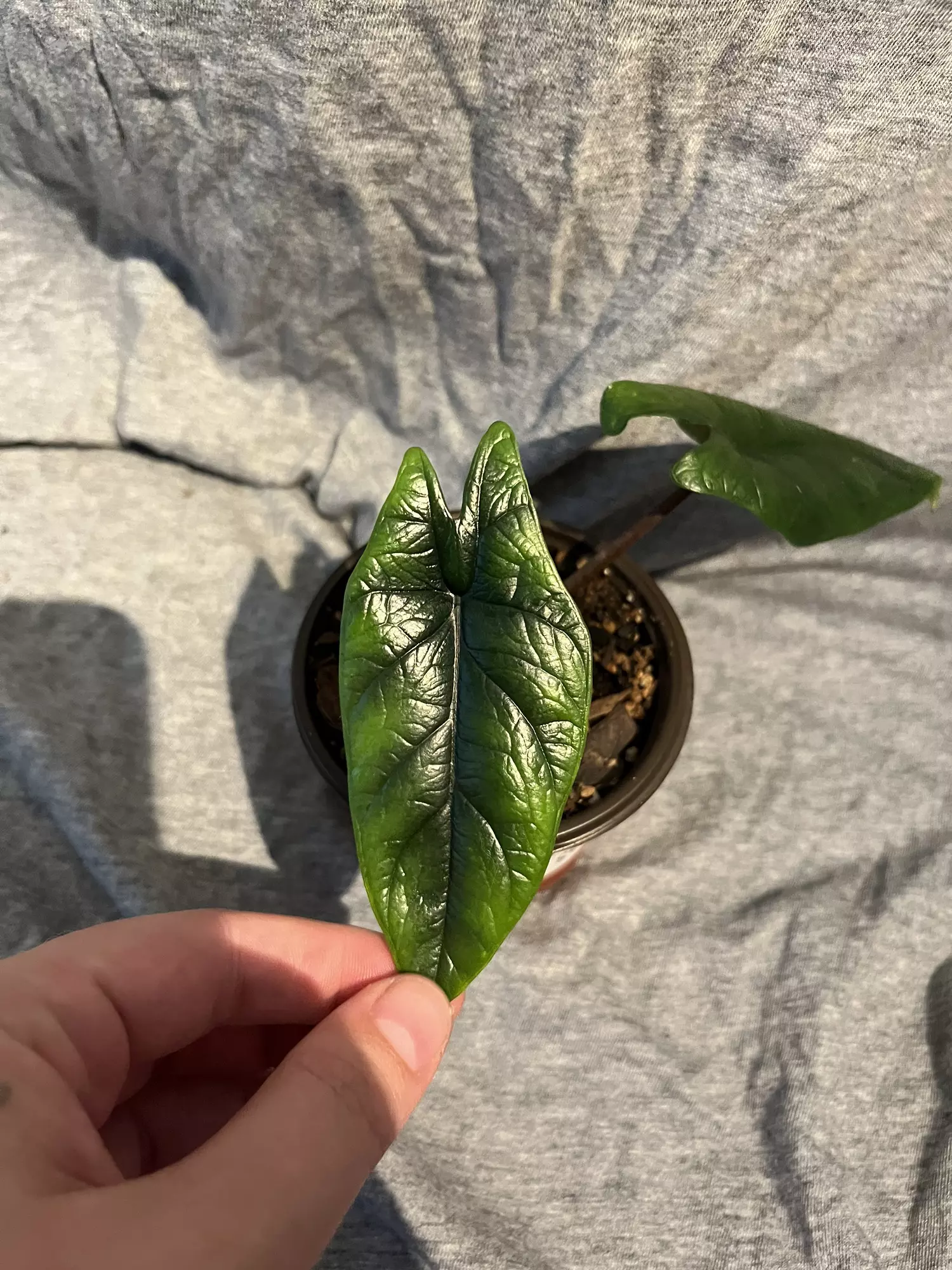 plant/Alocasia Scalprum-1