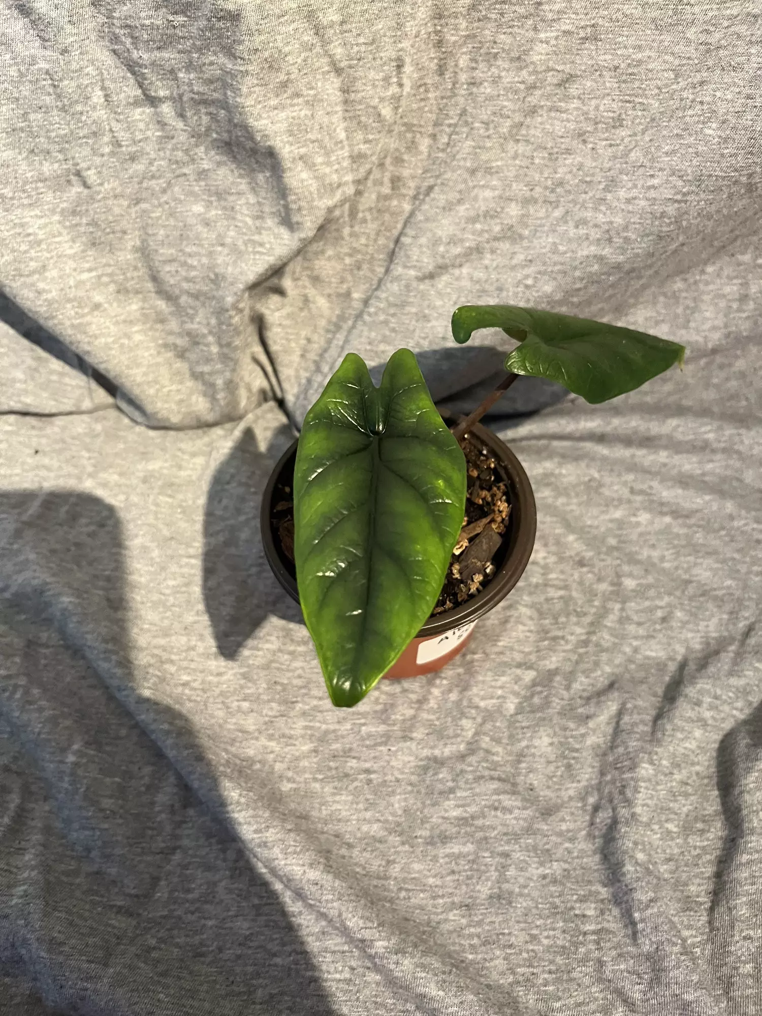 plant/Alocasia Scalprum-2