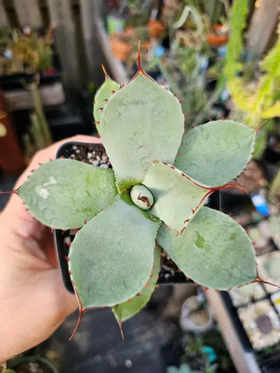 plant/Agave-1-thumbnail