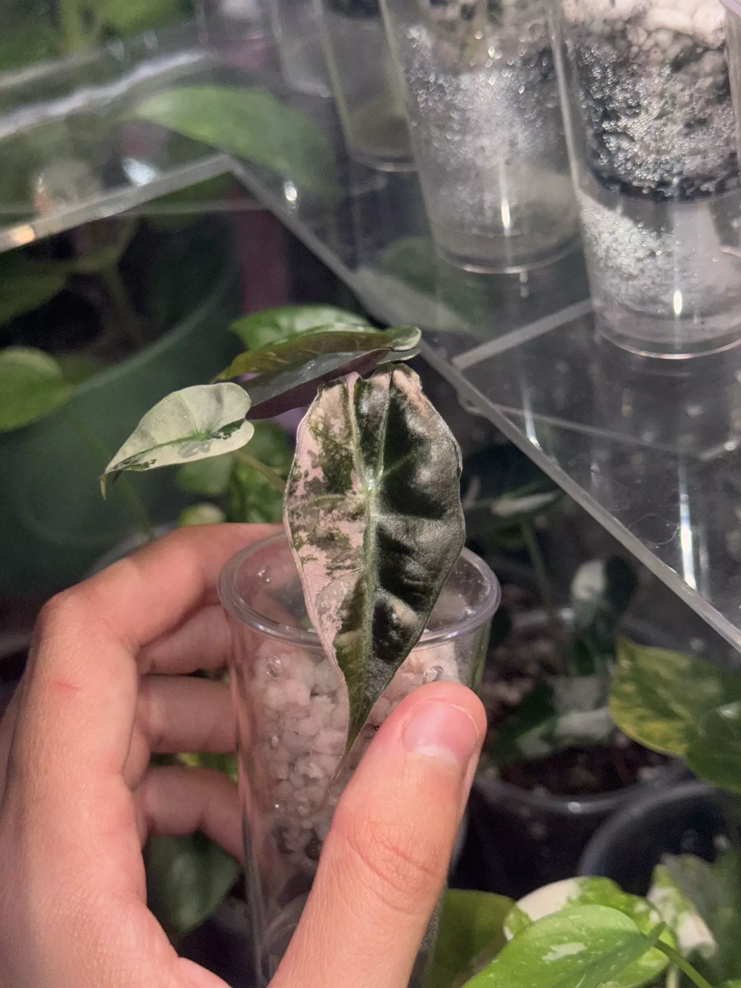 plant/Amazonica Polly Pink-0