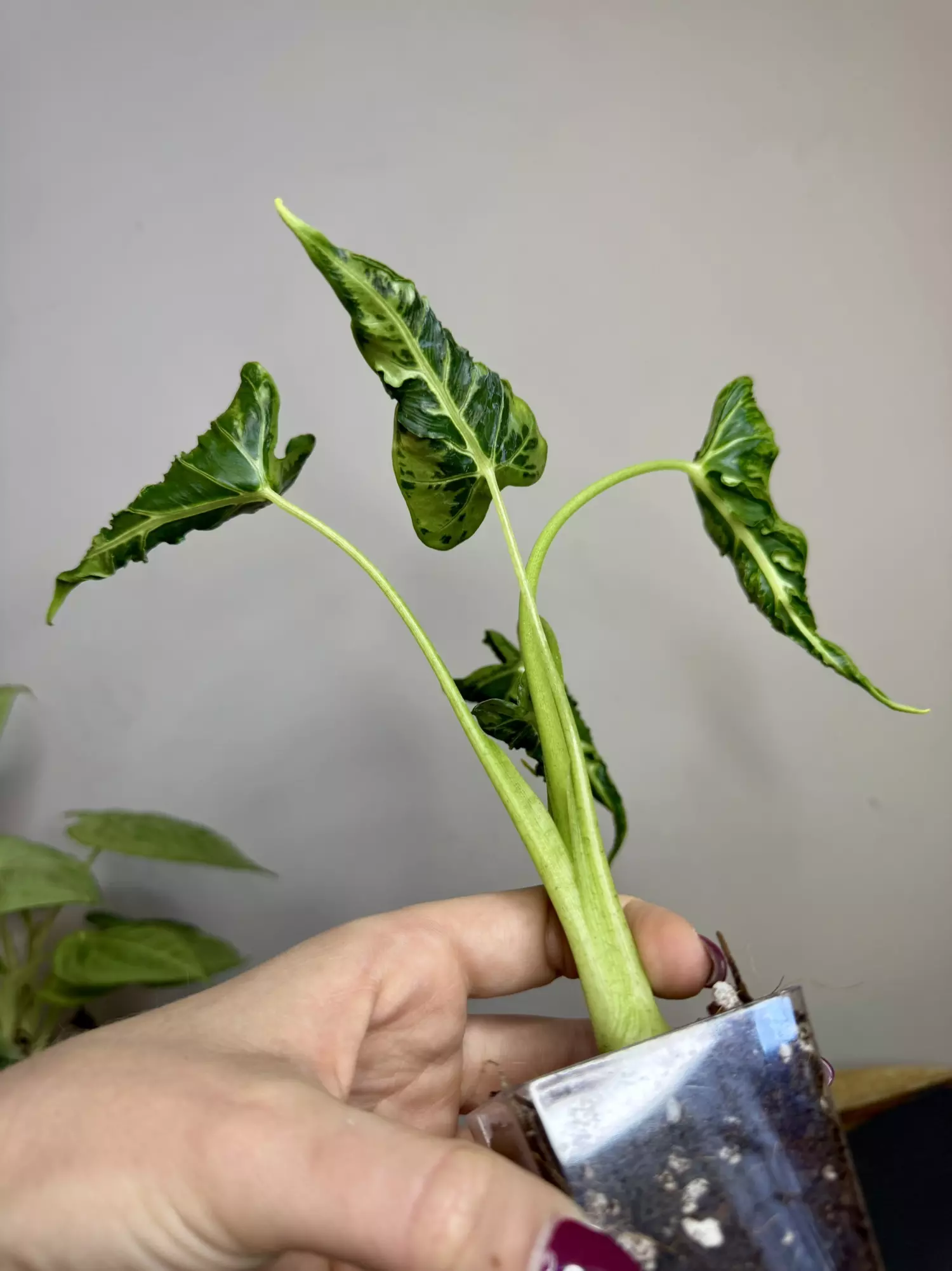 plant/Alocasia Frydek Tattoo/Emerald Tide-2