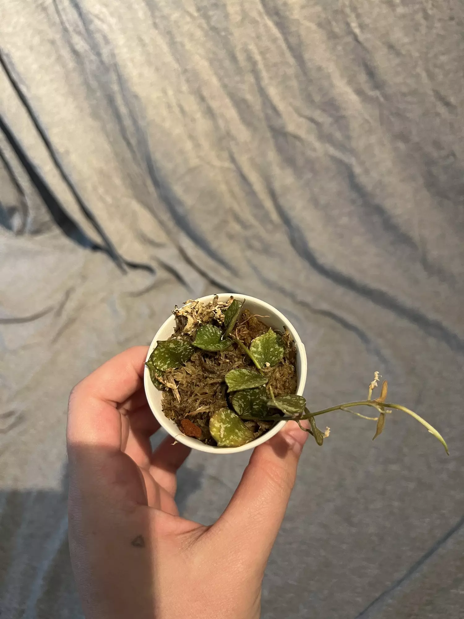 plant/Hoya Curtisii Cutting-0