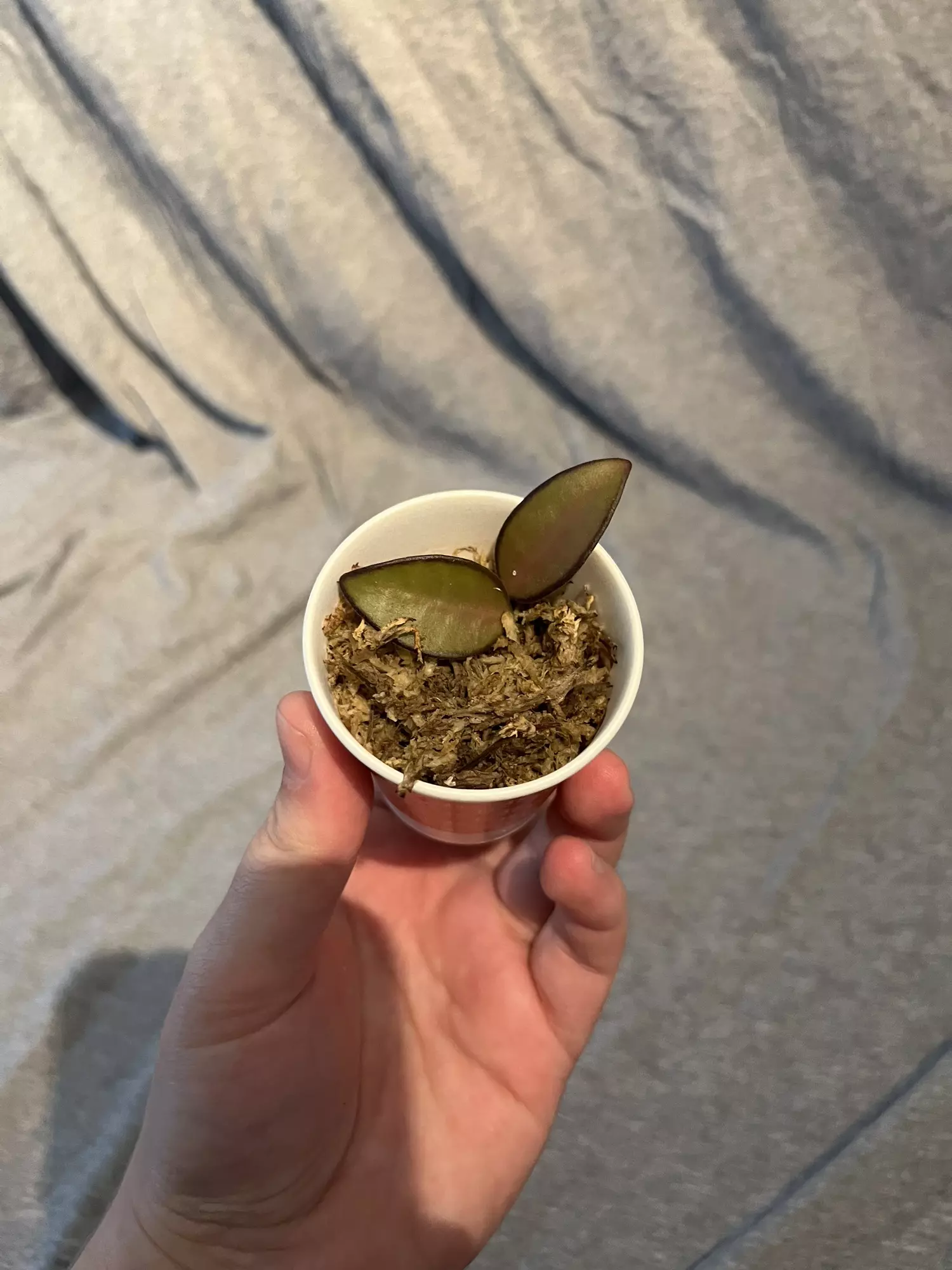 plant/Hoya Adrift -0