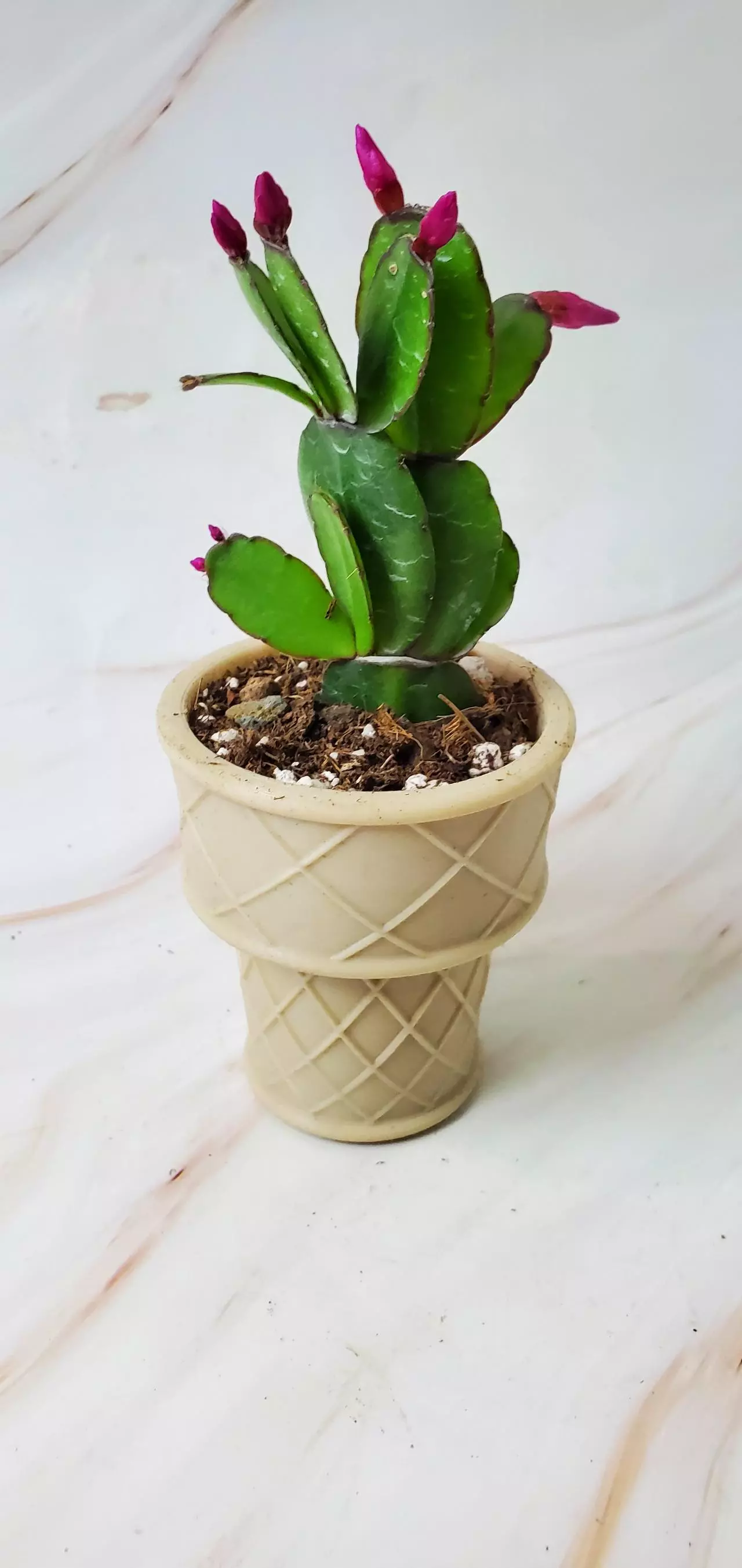 plant/Icecream Cone -0