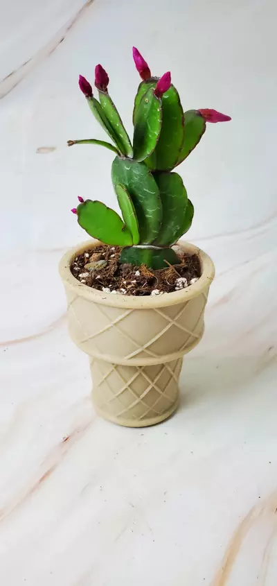 plant/Icecream Cone -0-thumbnail