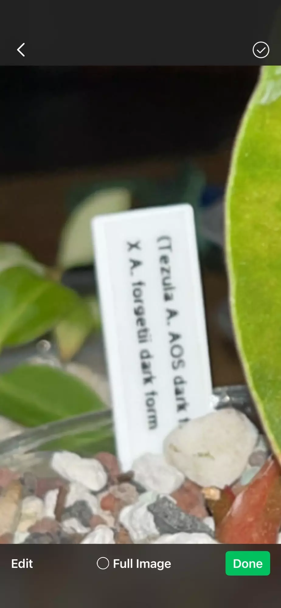 plant/Anthurium with cat nibbles-1