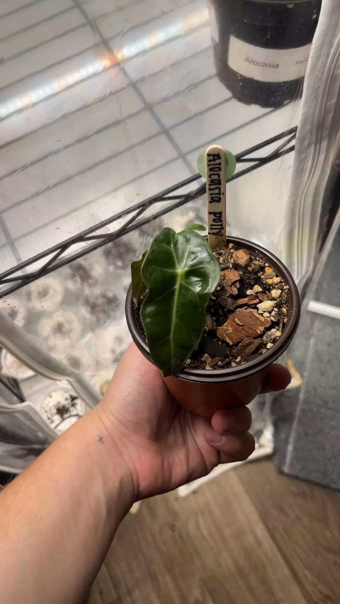 plant/Alocasia Polly or Alocasia Bambino (NOID) -0