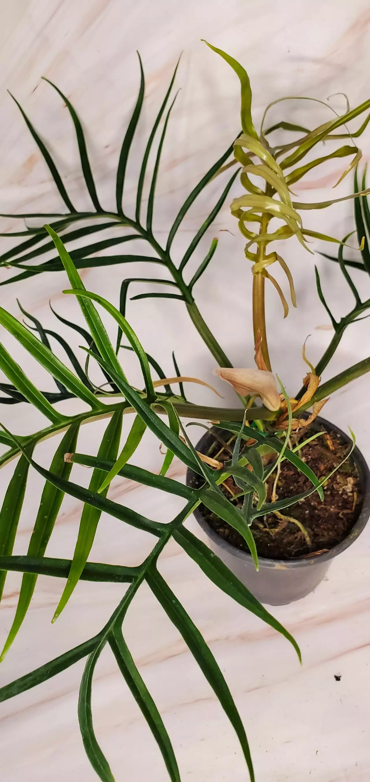 plant/Philo Tortum-1