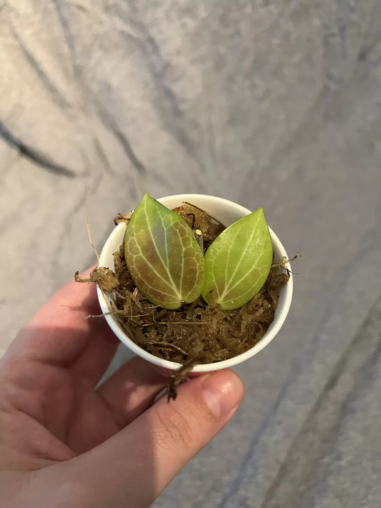 plant/Hoya Teacup Anenome-1