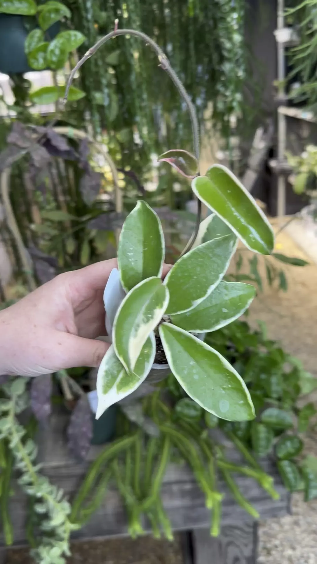 plant/PL596: 2” Hoya Flamingo Dream-0