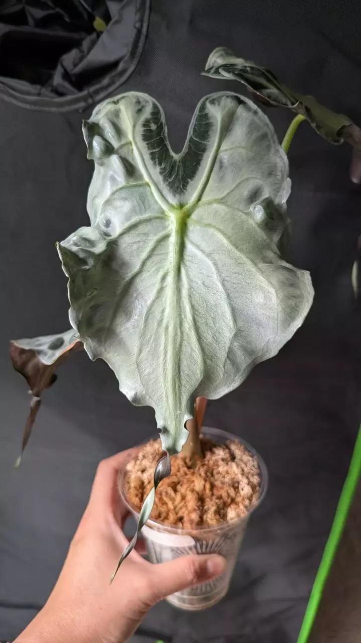 plant/Alocasia Venom CROM-0