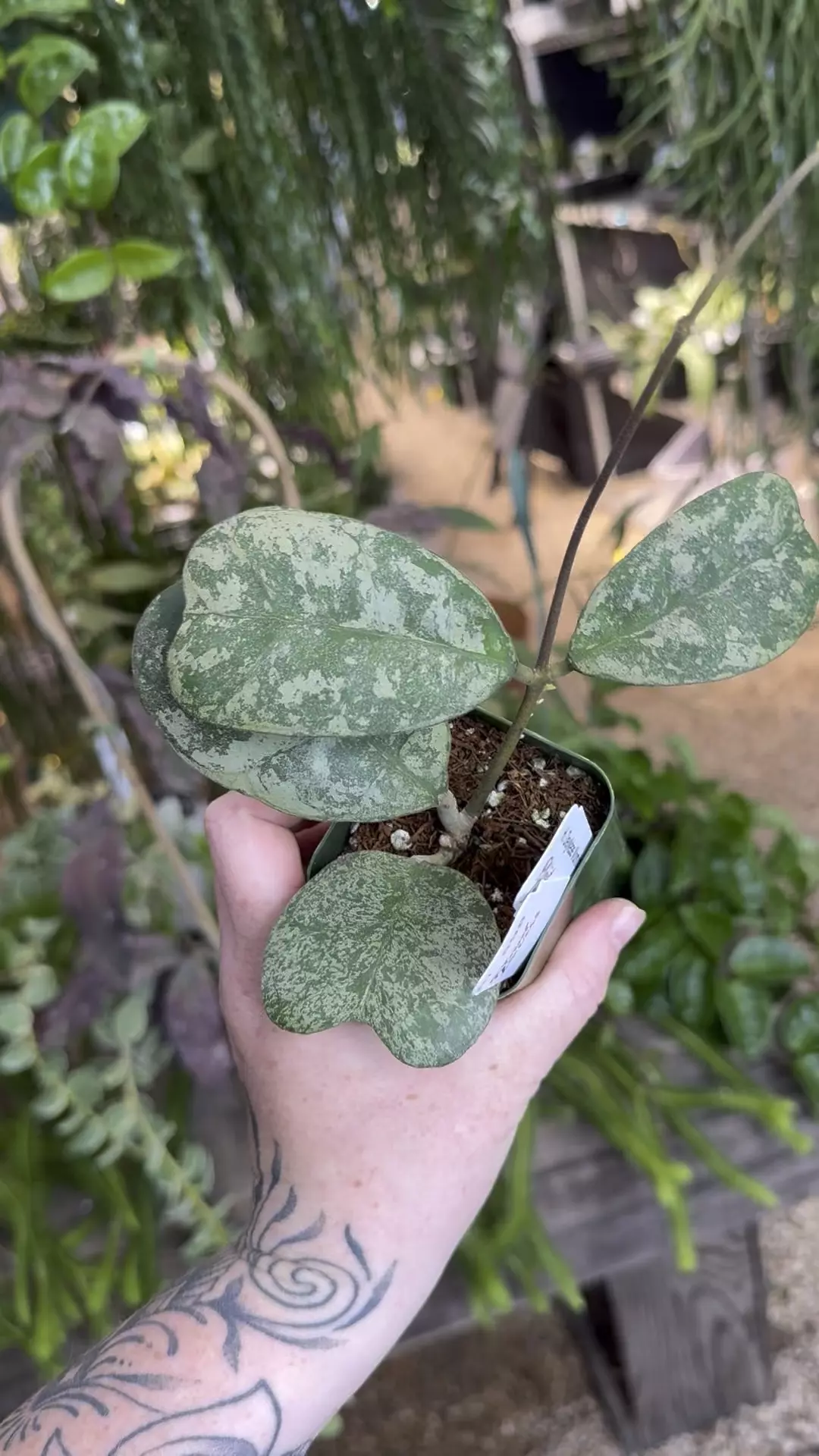 plant/PL598: 2” 4 leaf Hoya Deykeae Morning Dew-0