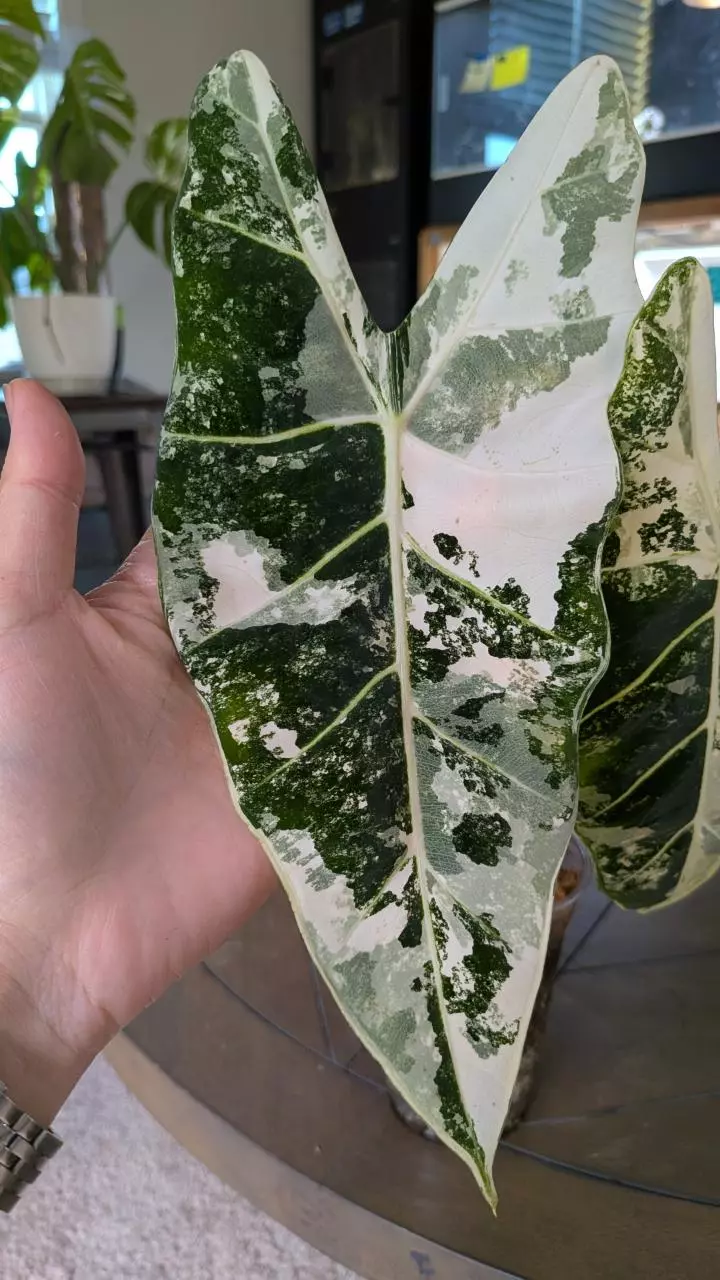 plant/Alocasia Frederick Var CORM-0
