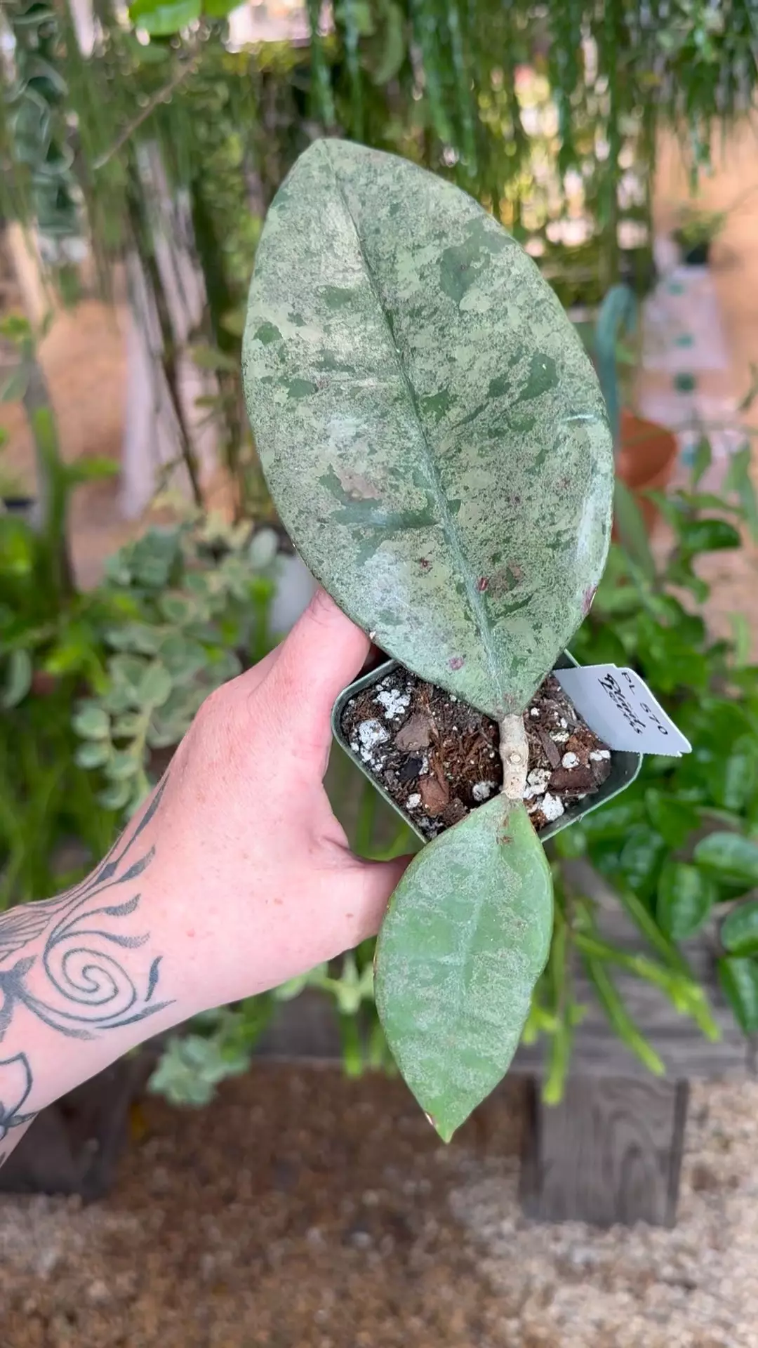 plant/PL570: 2” Hoya Pangea Silver-0