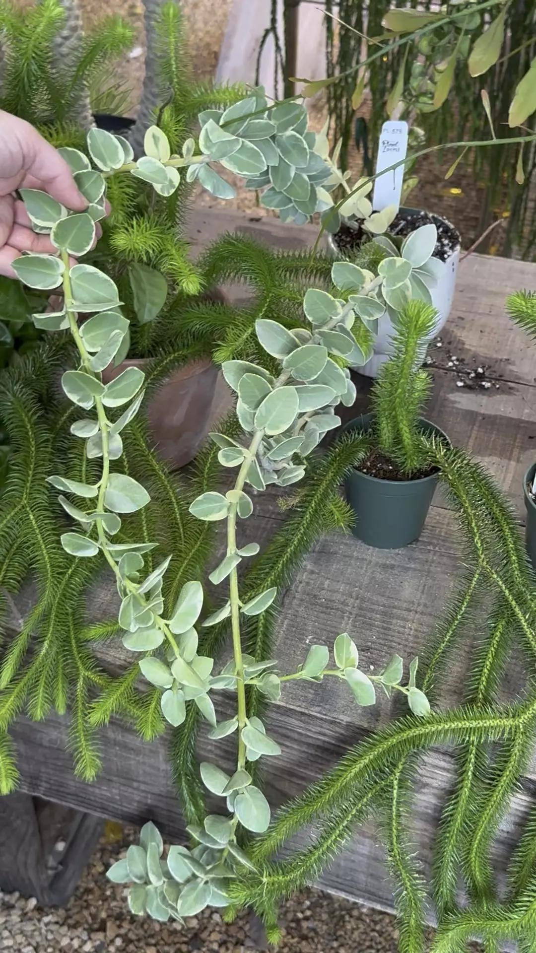 plant/PL579: GIANT Hoya Cummingiana Albomarginata-0