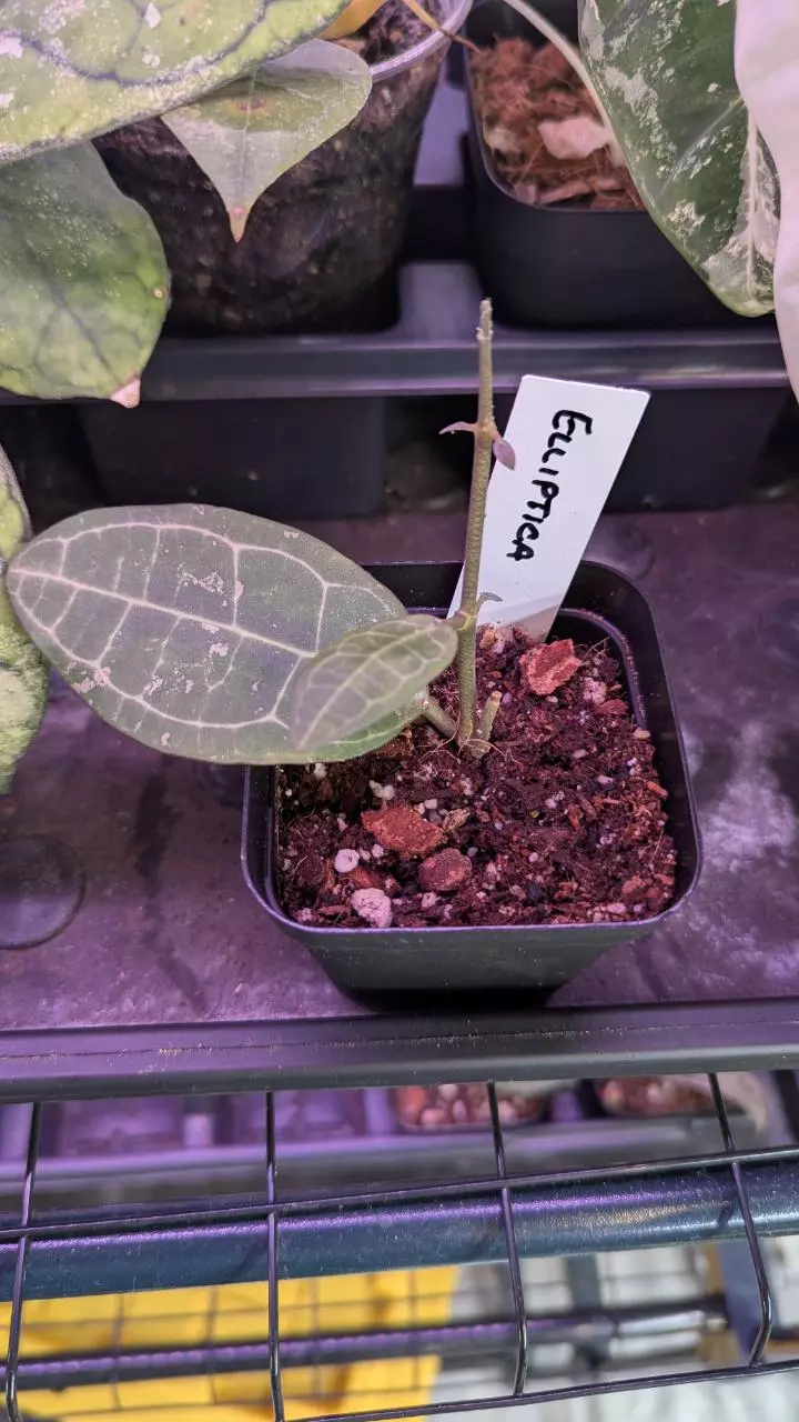 plant/Hoya elliptica -0