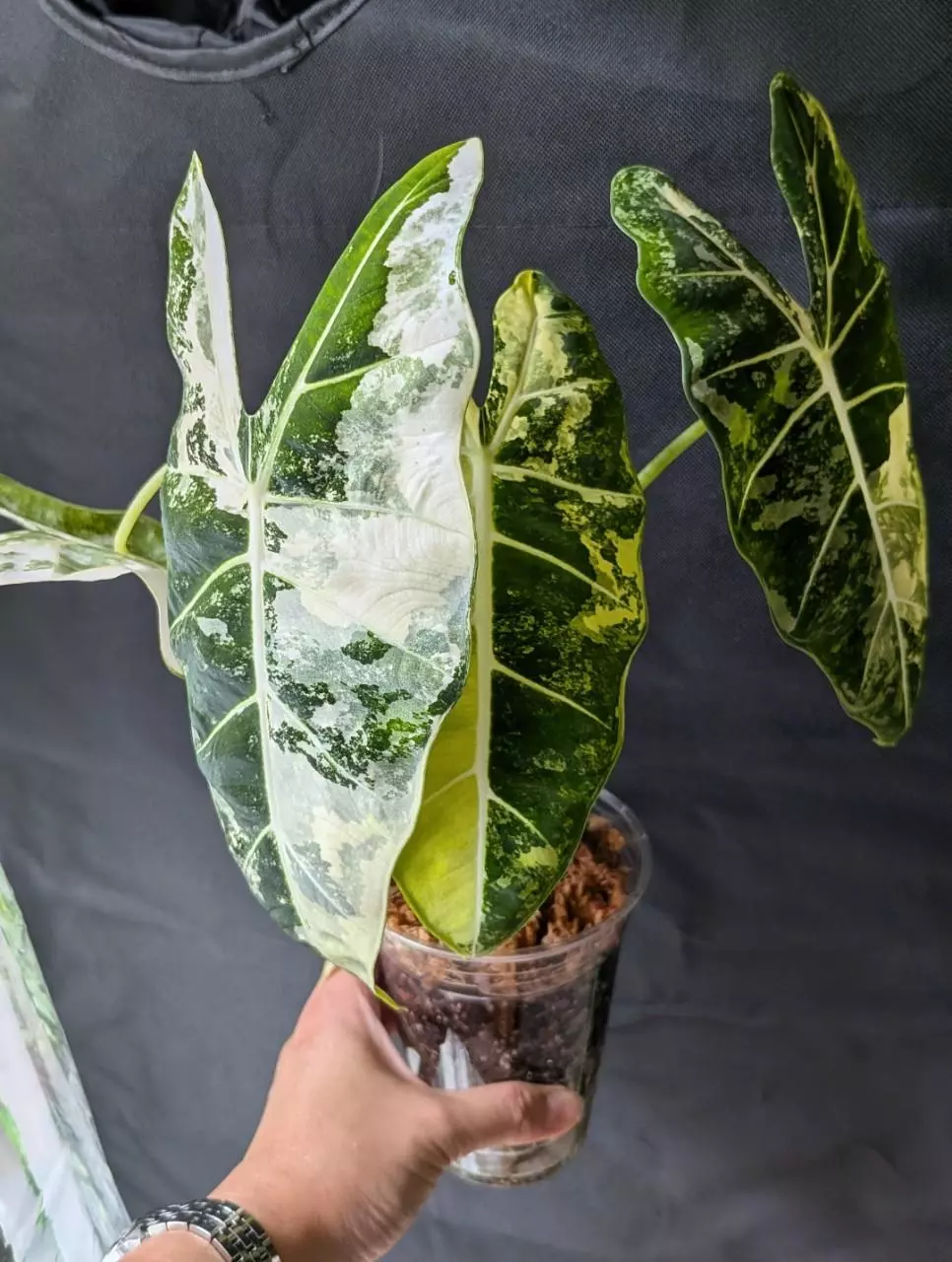 plant/Alocasia Frederick Var CORM-1