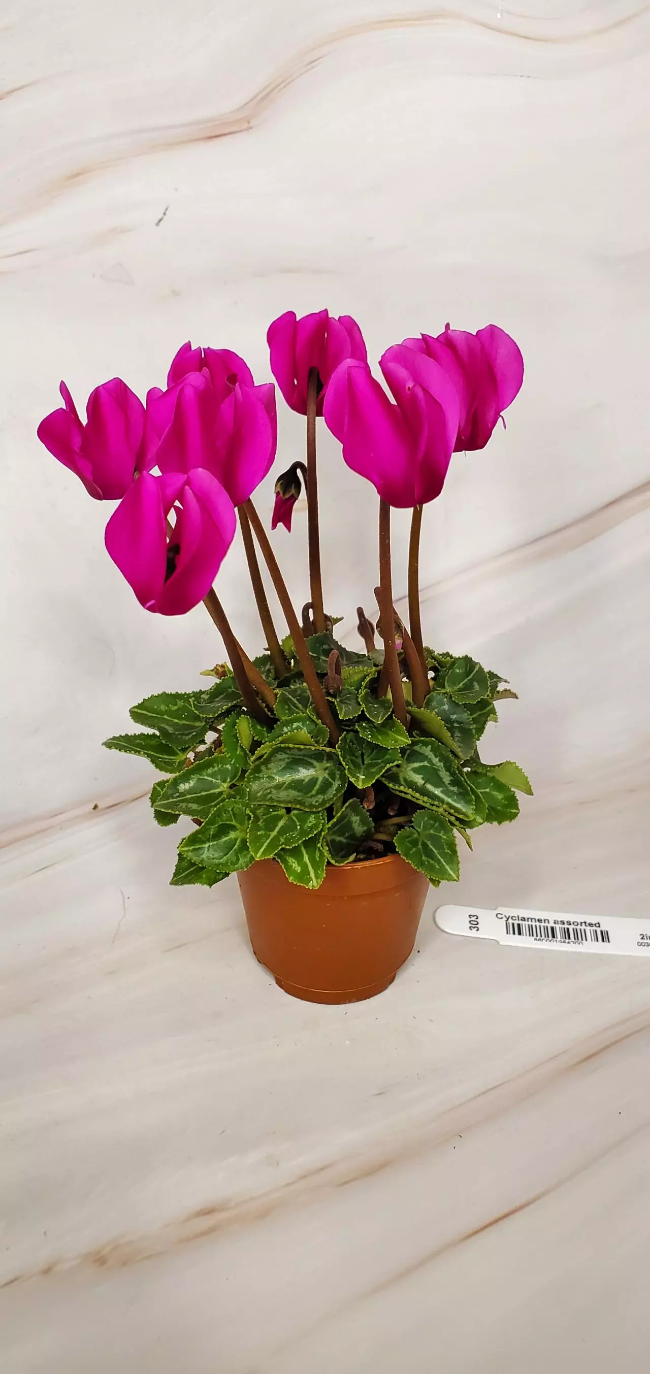 plant/Flowering Cyclamen-0