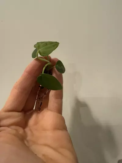 plant/Doc Block x Pap 4 seedlings-0-thumbnail