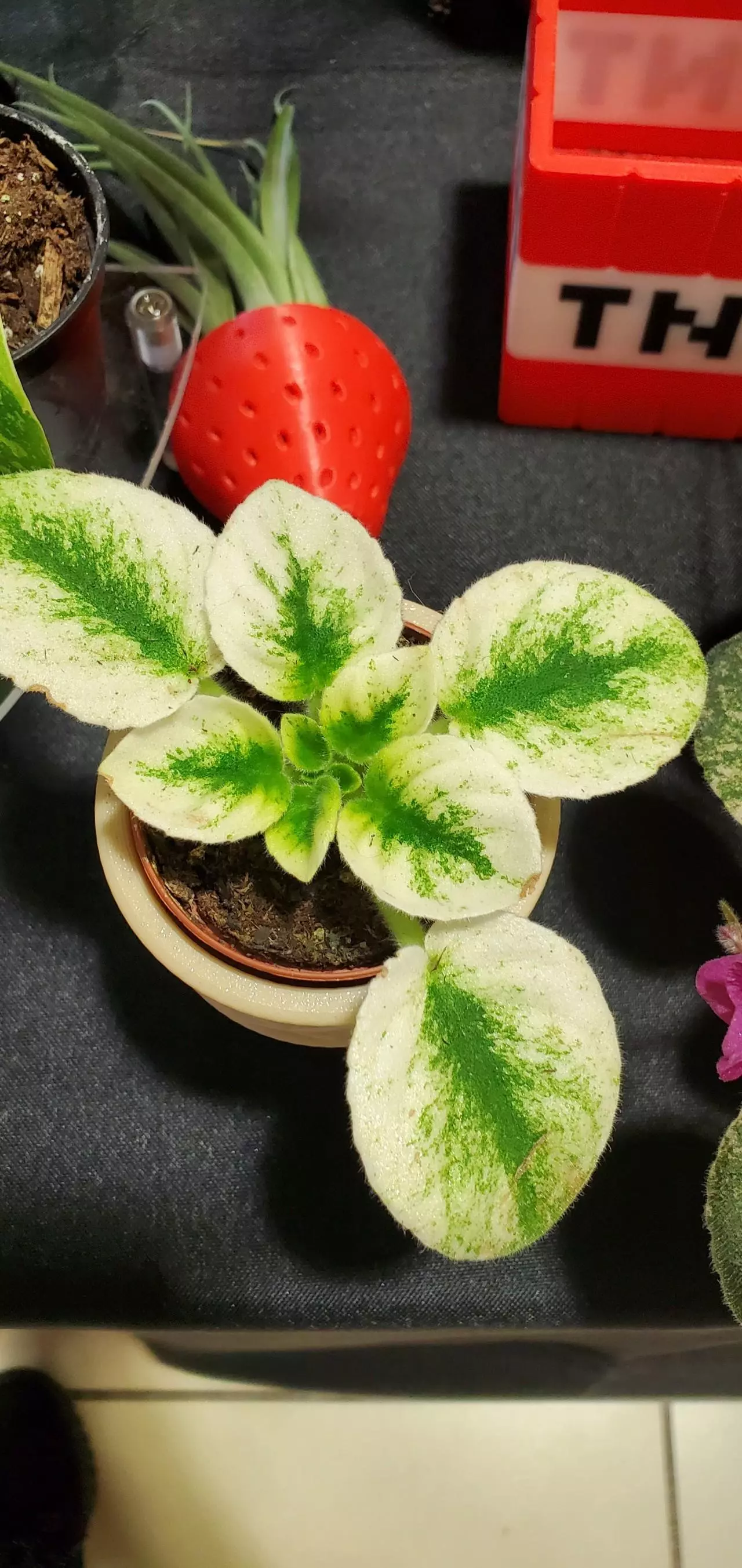 plant/HIGH VARIEGATION AFRICAN VIOLET-0
