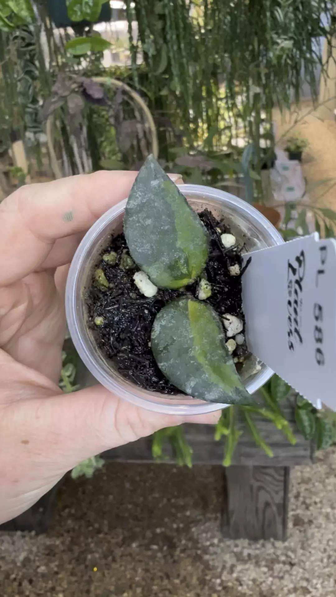 plant/PL586: 1” 2 leaf Hoya Variegated Caudata-0