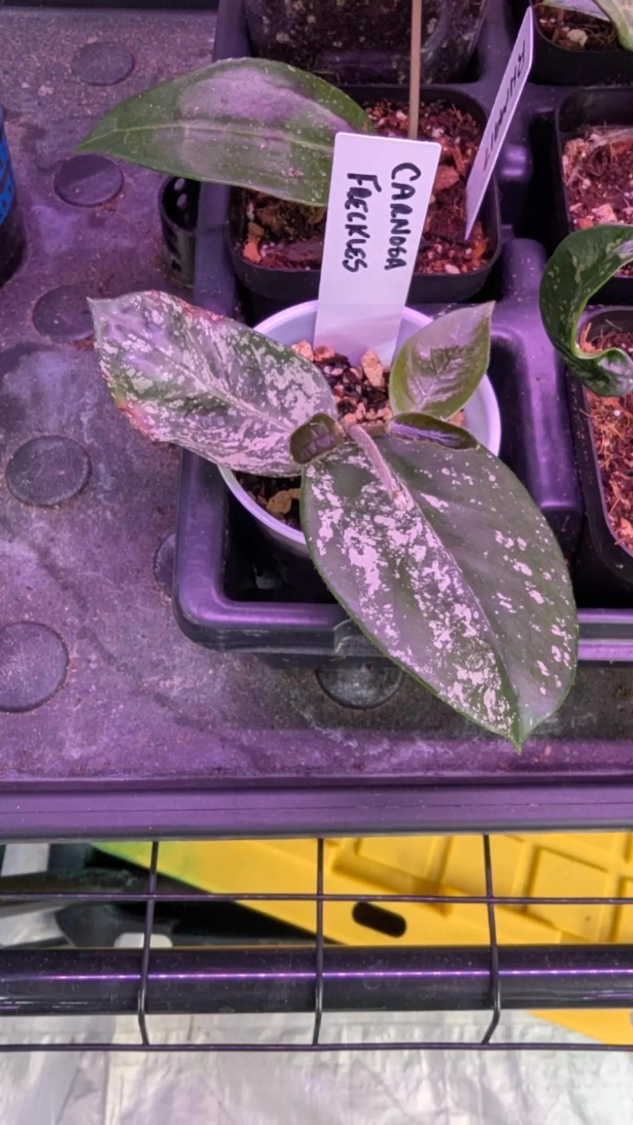 plant/Hoya carnosa 'freckles' -0
