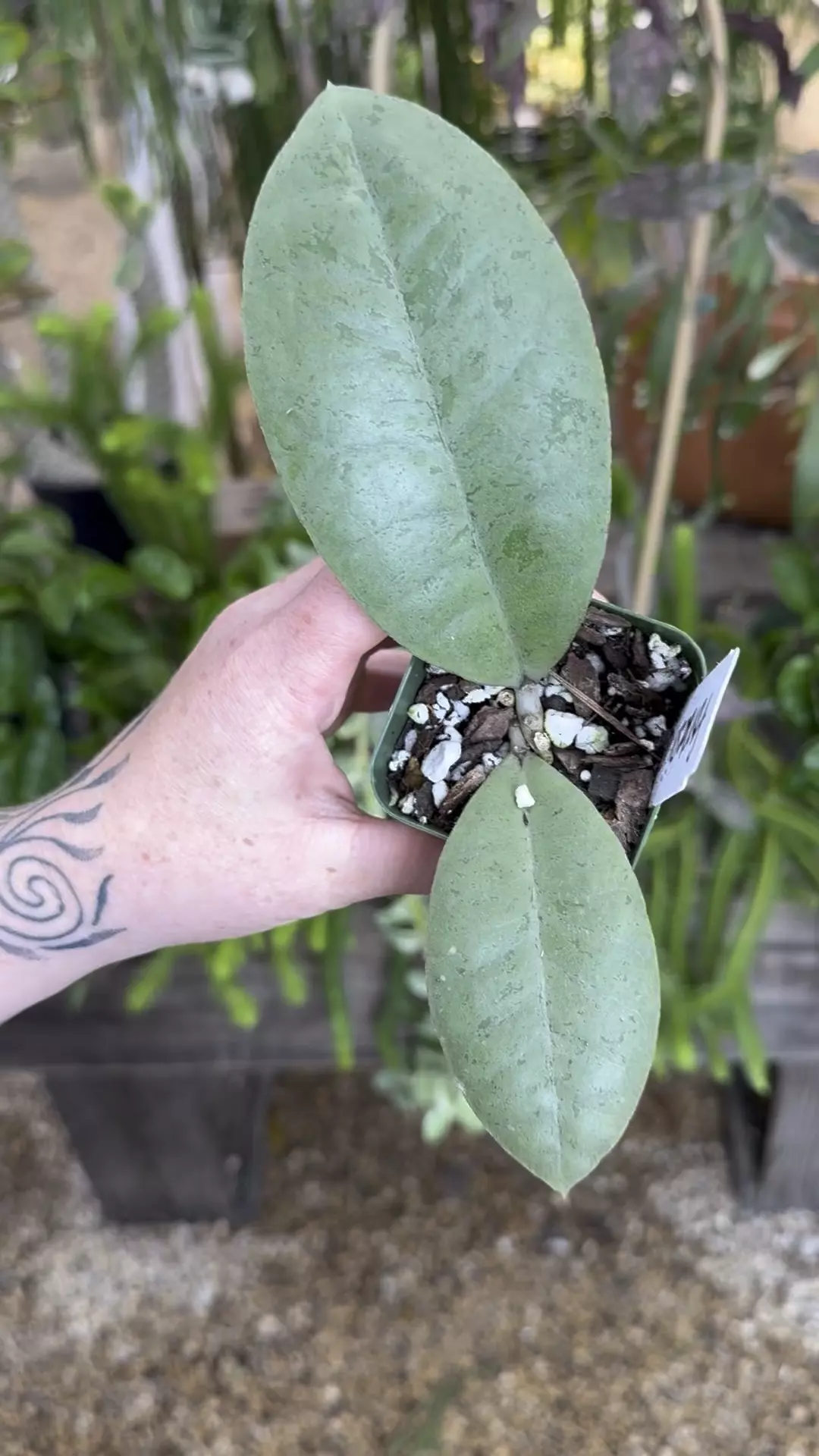plant/PL582: 2 plants in 1! 2” Hoya Forbesii Silver-0