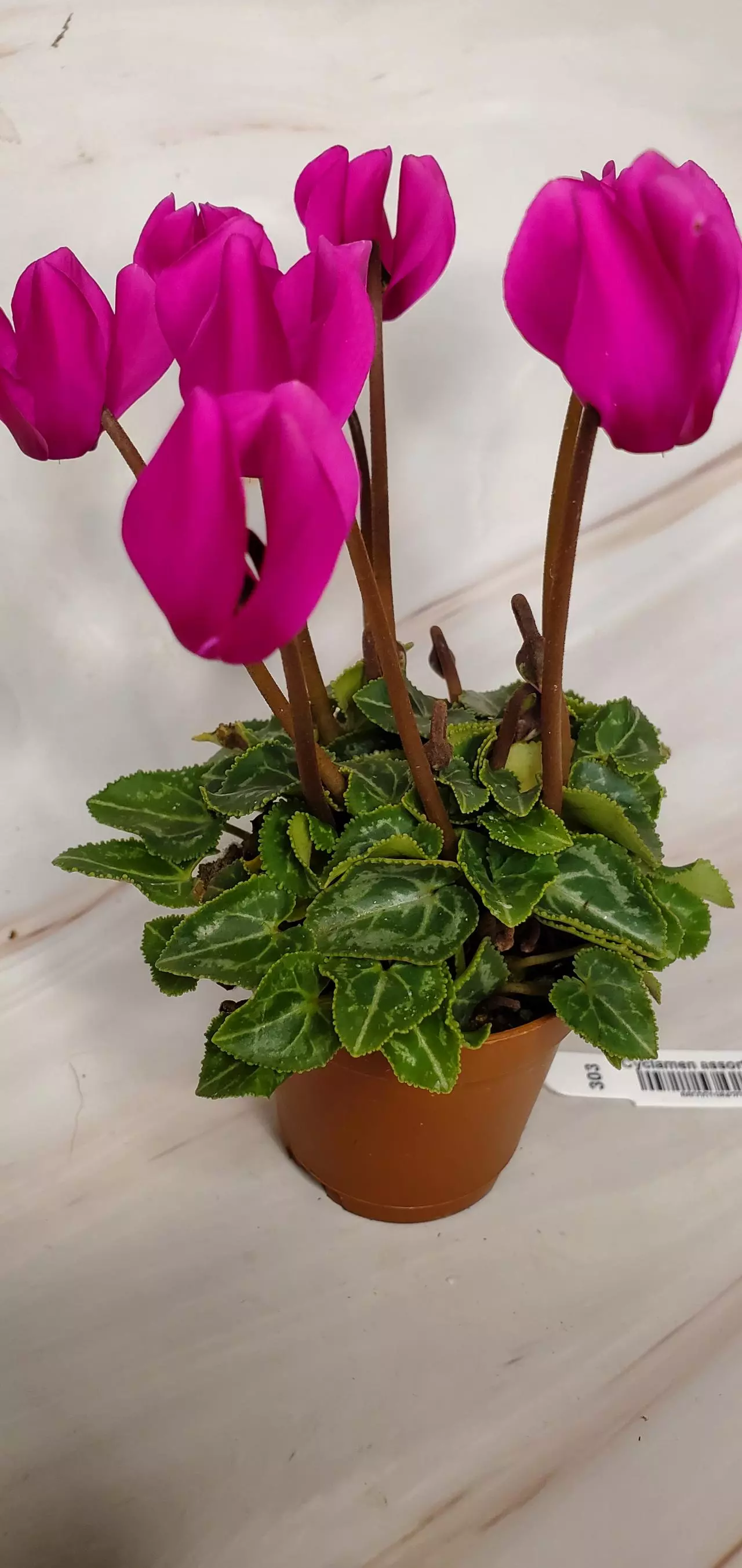 plant/Flowering Cyclamen-1
