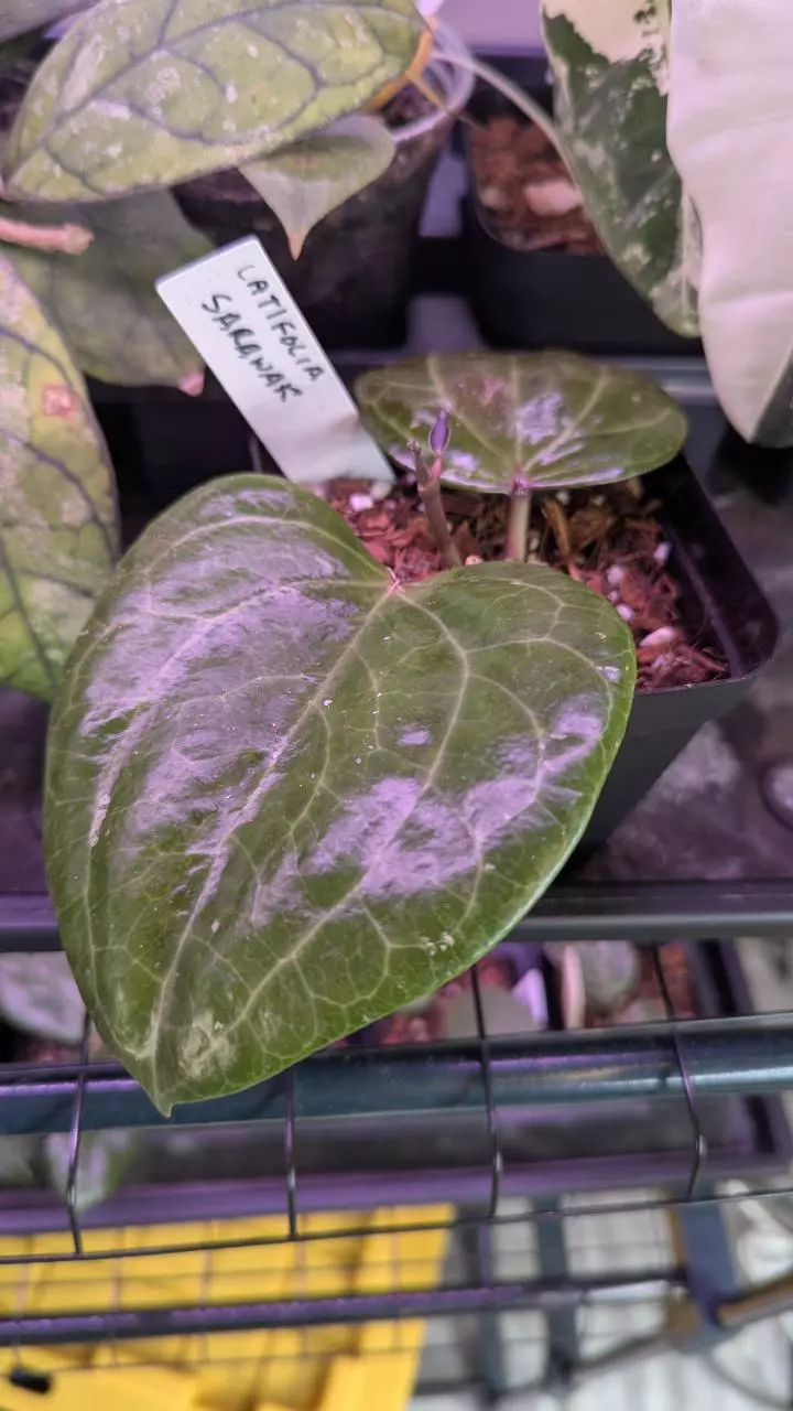 plant/Hoya latifolia Sarawak -0
