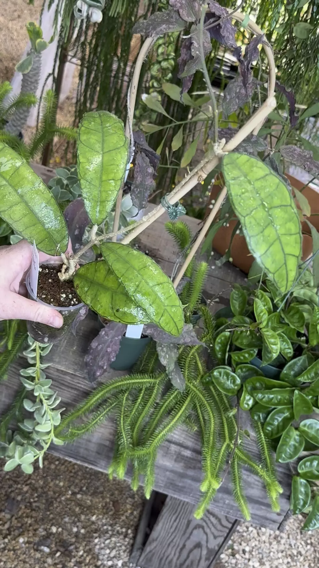 plant/PL588: Hoya Callistophylla Veinles-0