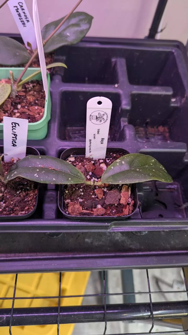 plant/Hoya forbesii splash-0