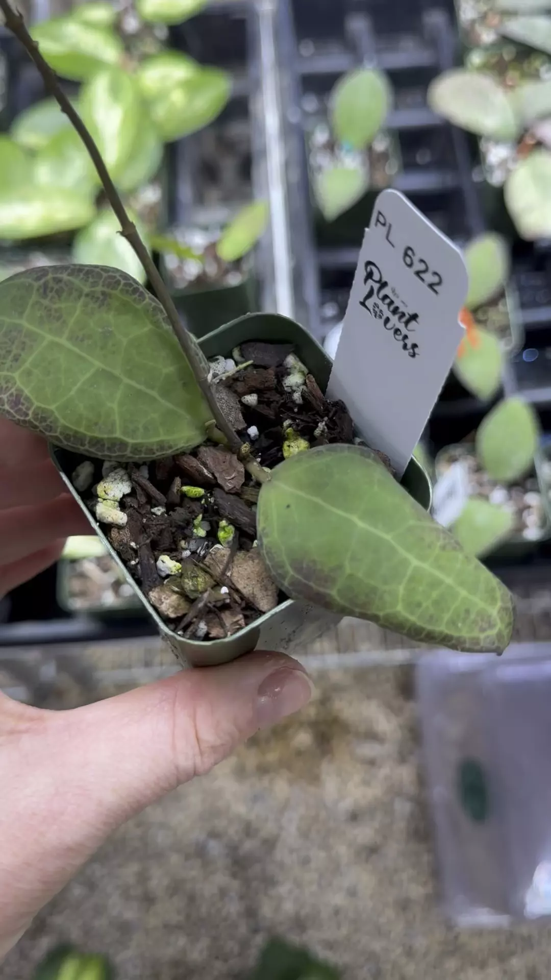 plant/Pal622: Hoya Tomatoensis-0