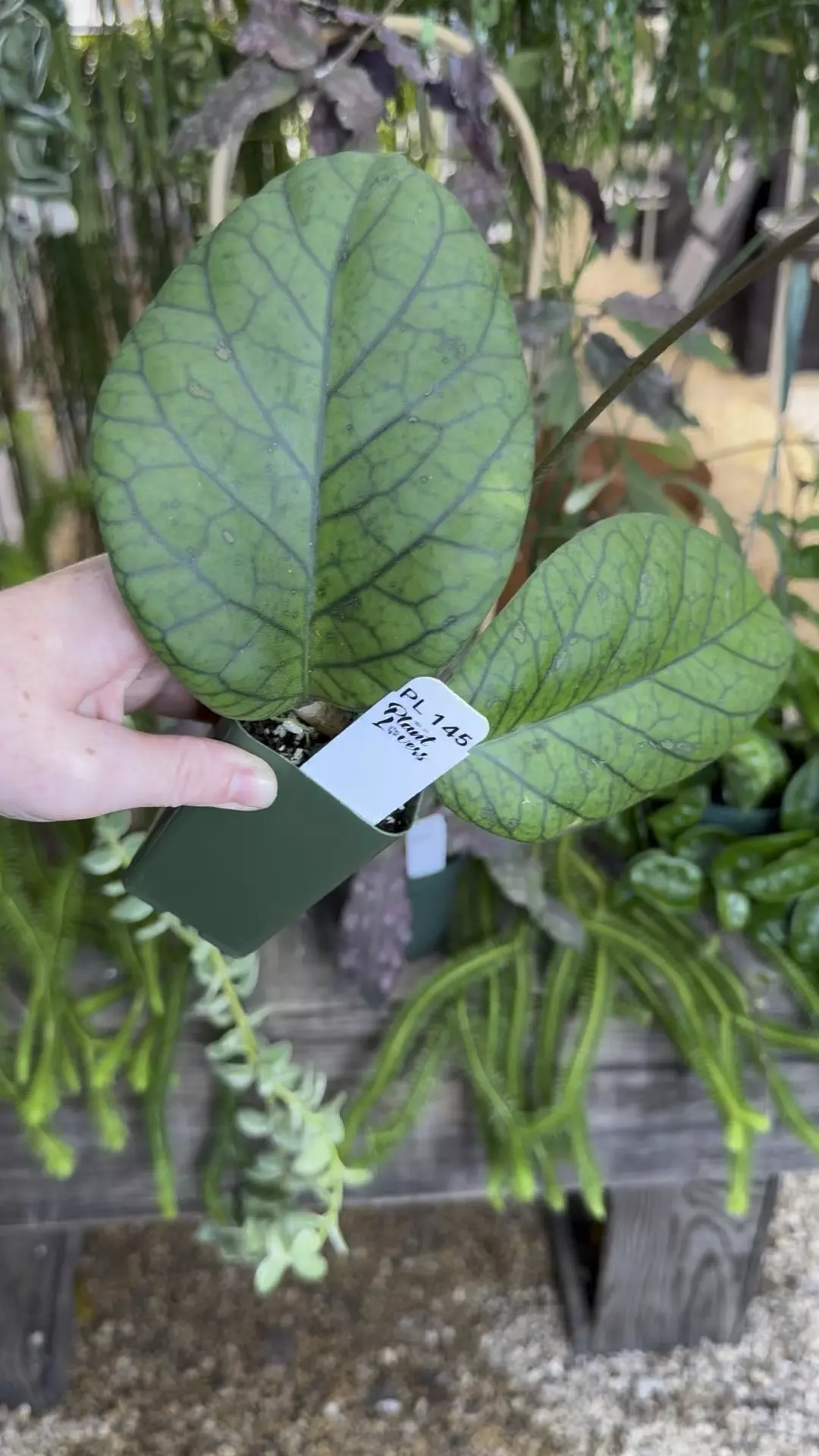 plant/PL145: 2” HUGE Hoya Meredithii Round Leaf-0