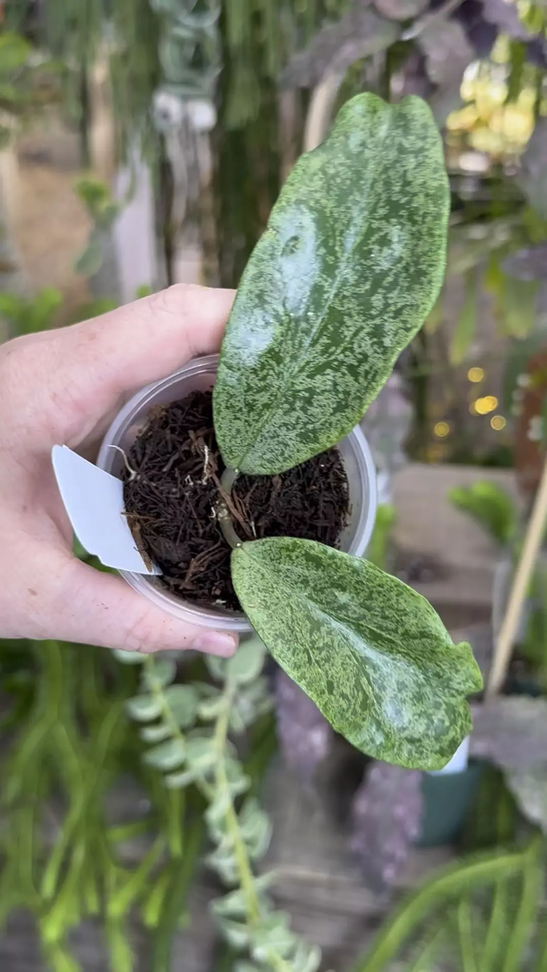 plant/PL590: 2” Hoya Incrassata Silver-0