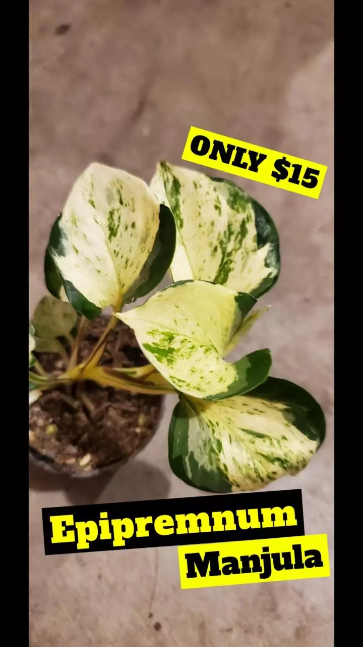 plant/Epipremnum Manjula-0