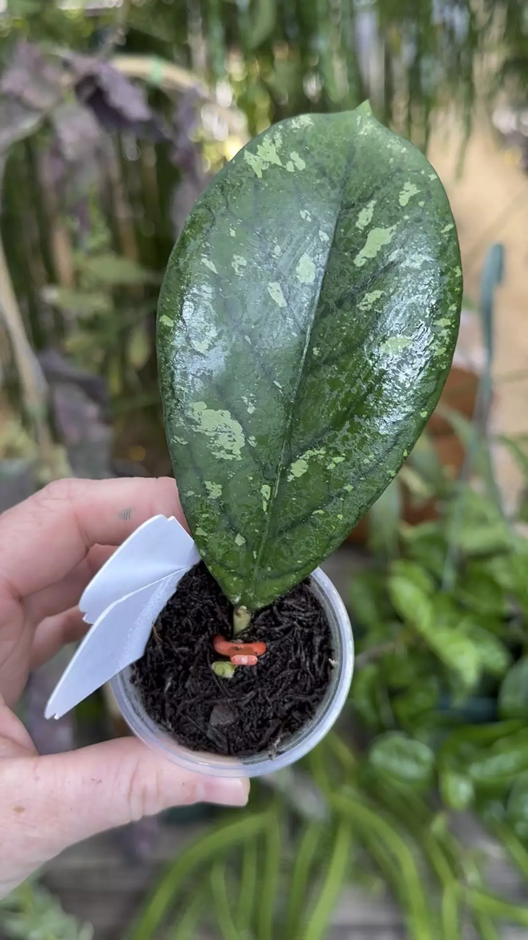 plant/PL591: 1” Hoya Meredithii Splash-0