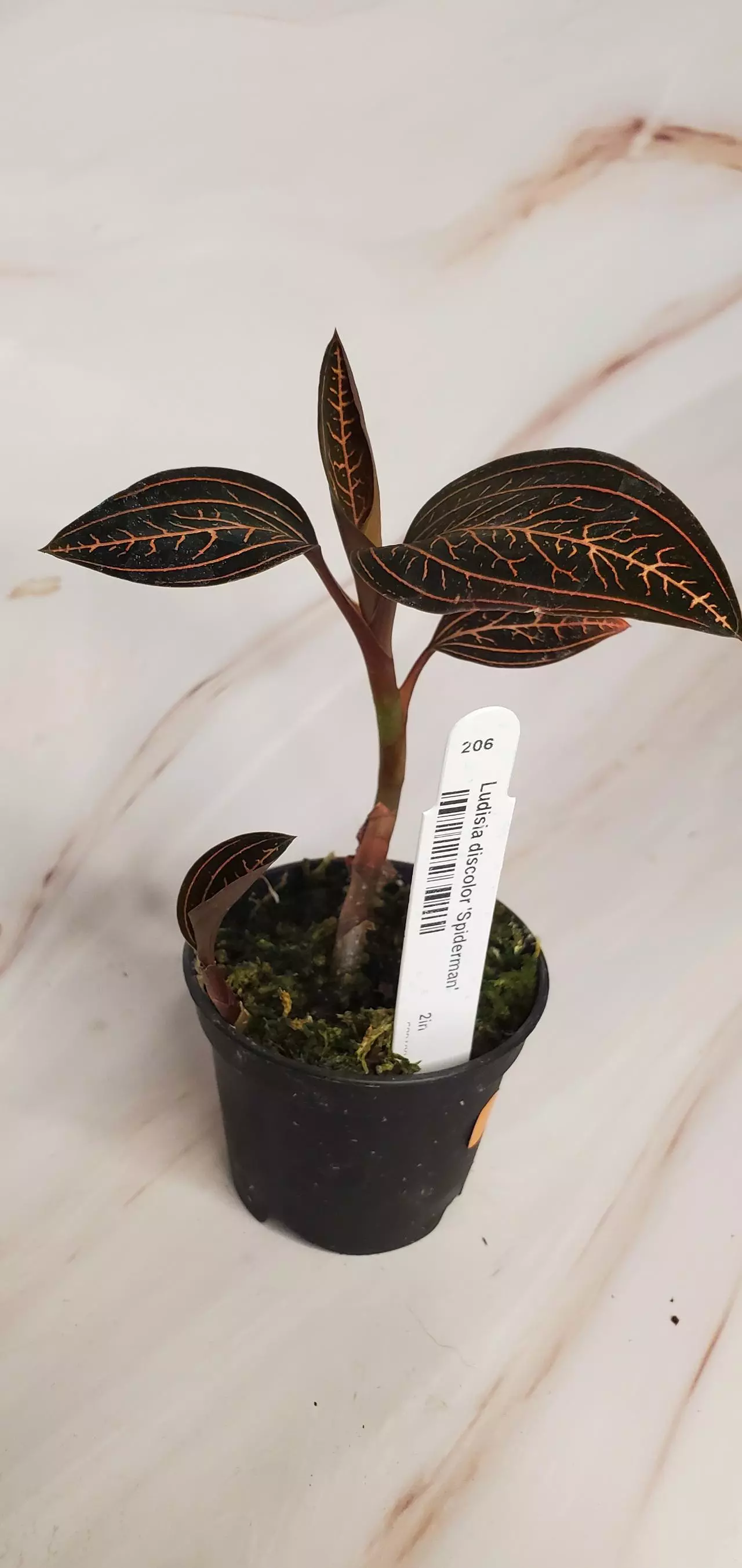 plant/💎Jewel Orchid Spiderman-1