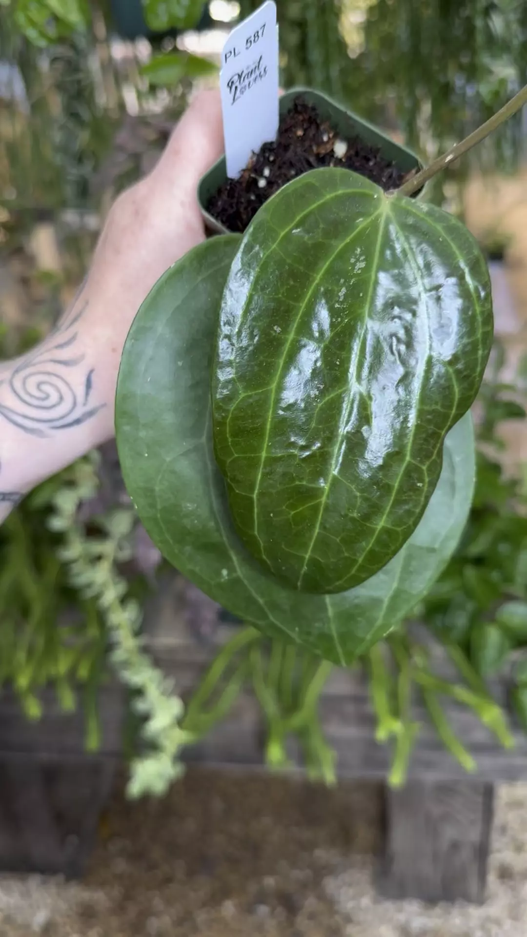 plant/PL587: 2” 2 leaf Hoya Dinner Plate-0