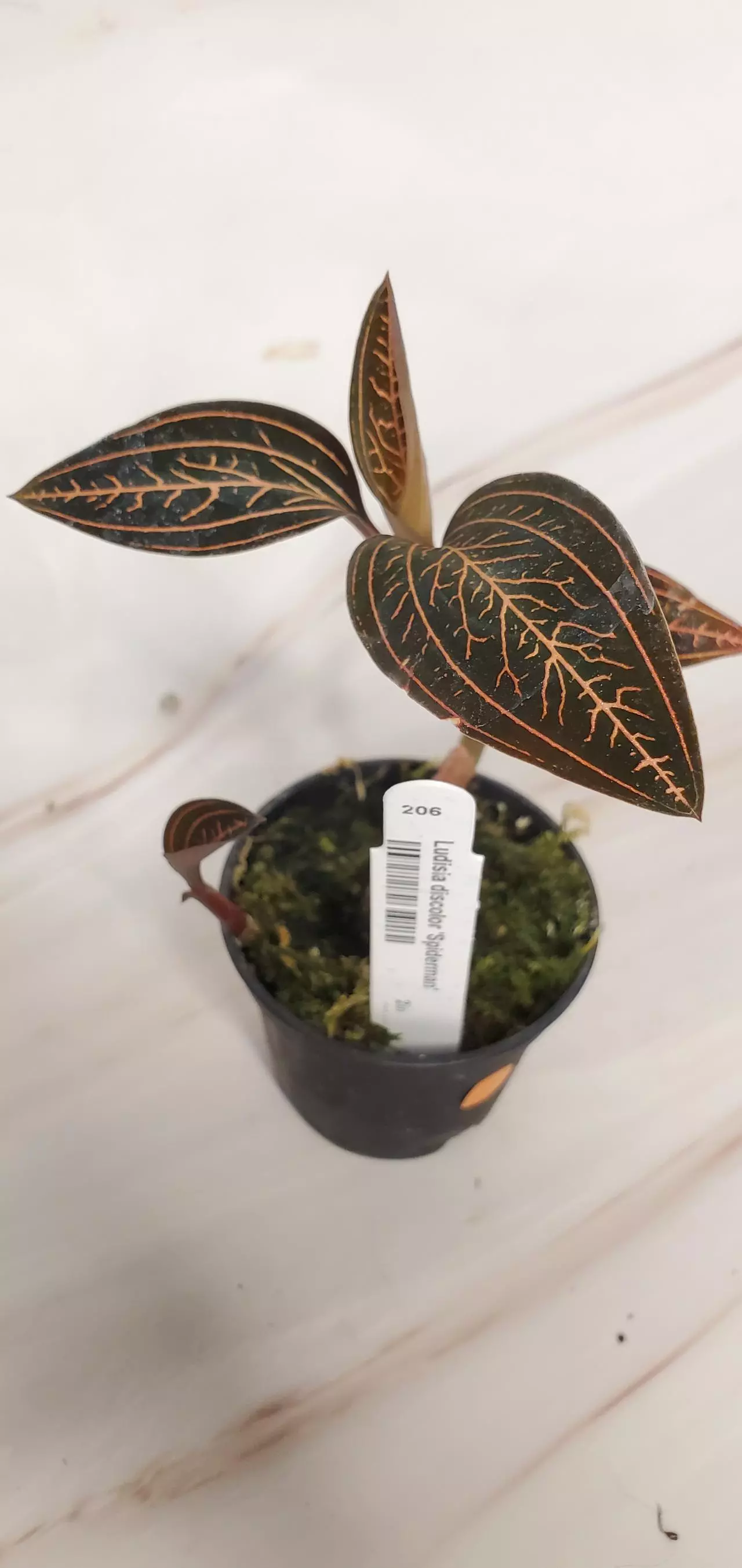 plant/💎Jewel Orchid Spiderman-0