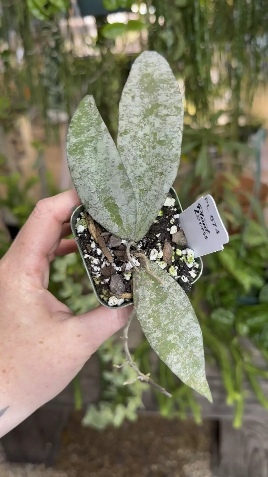 plant/PL574: 2” 3 leaf Hoya Flagellata Silver-0