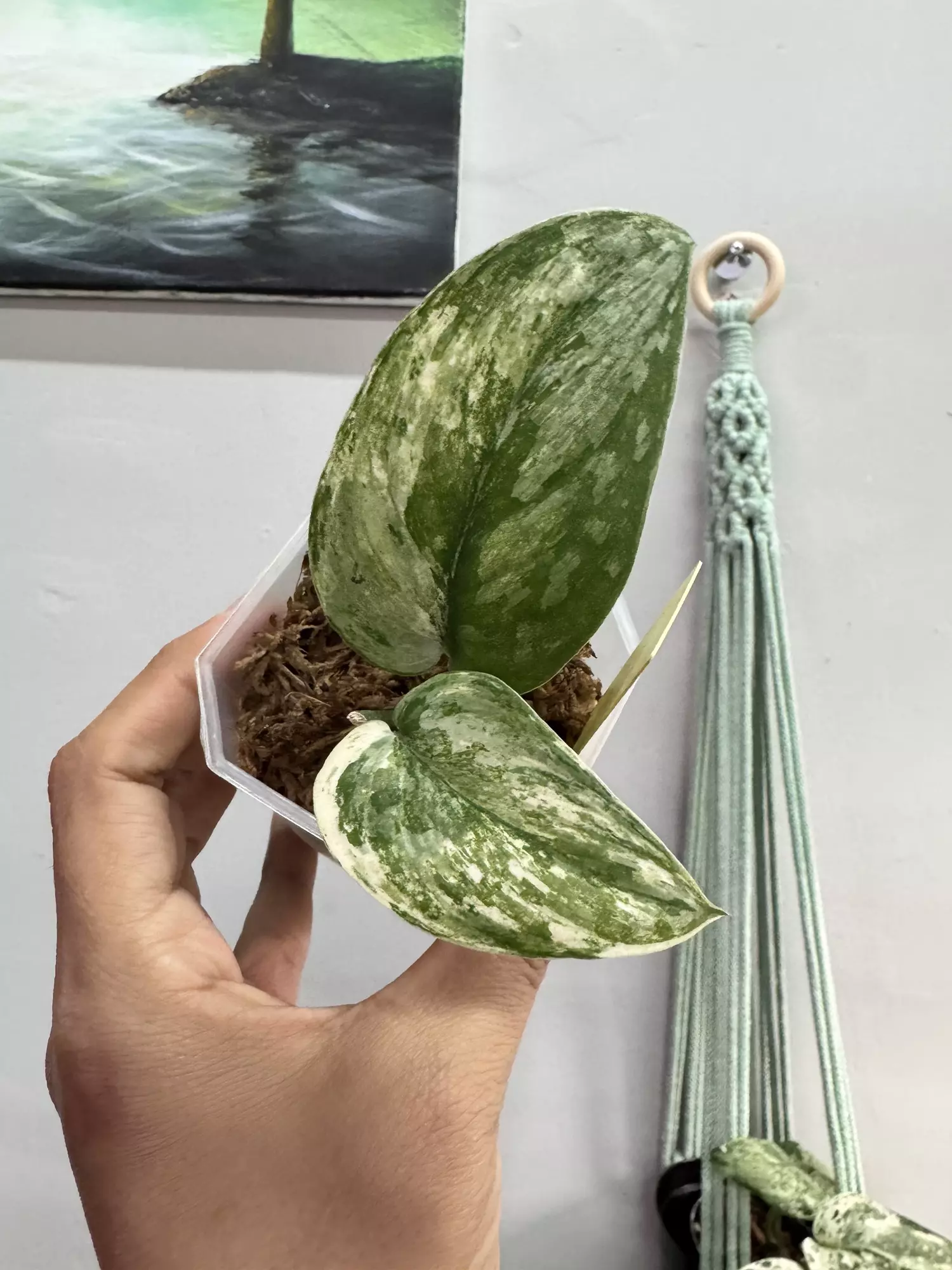 plant/3028 Scindapsus kiara -0