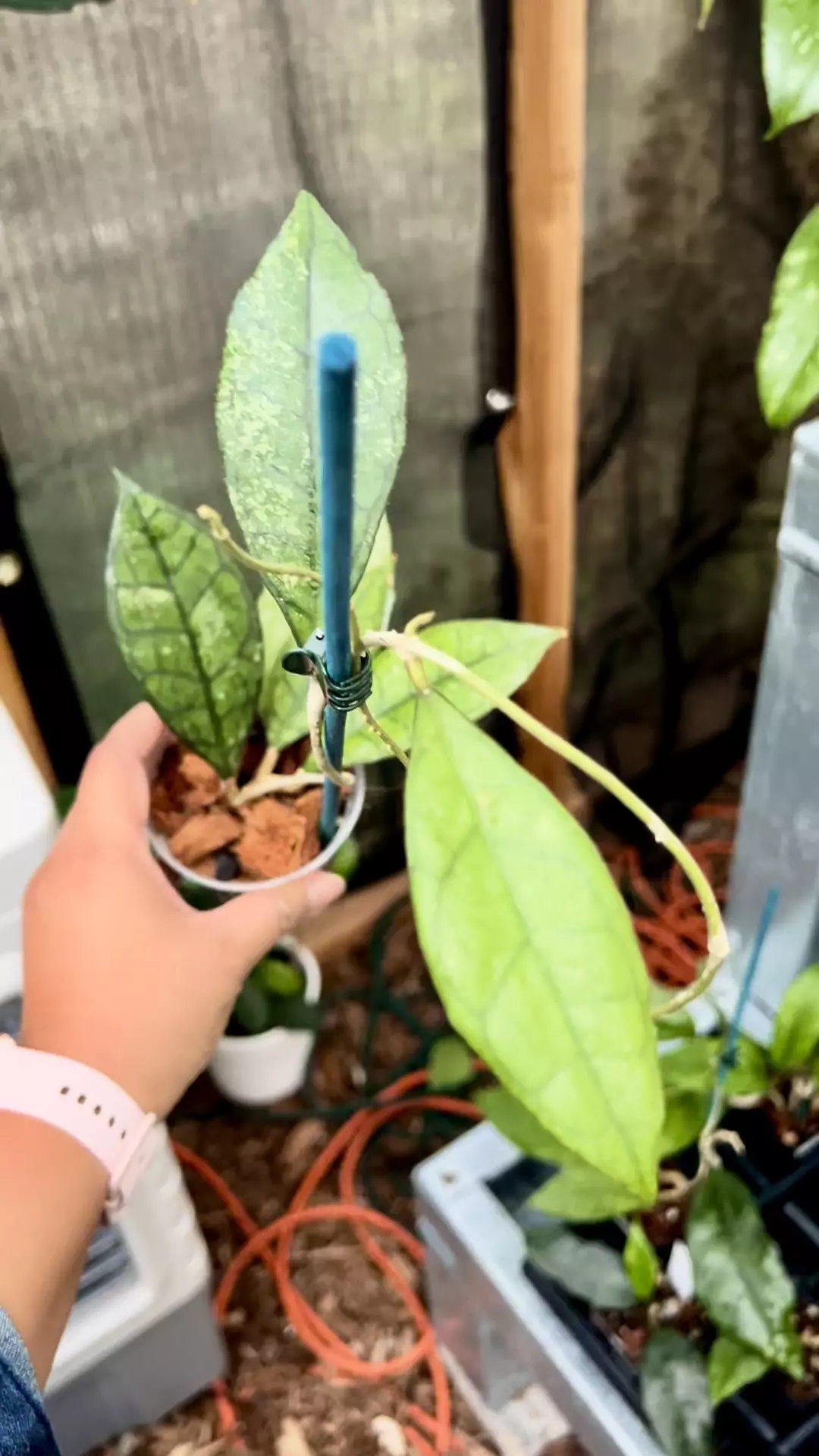 plant/Hoya AH 029 finlaysonii (fuzzy leaves)-0