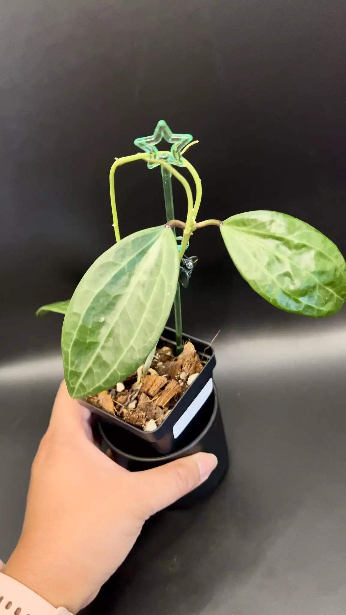 plant/Hoya Sarawak Narrow Leaf (nice sheen on leaves)-0