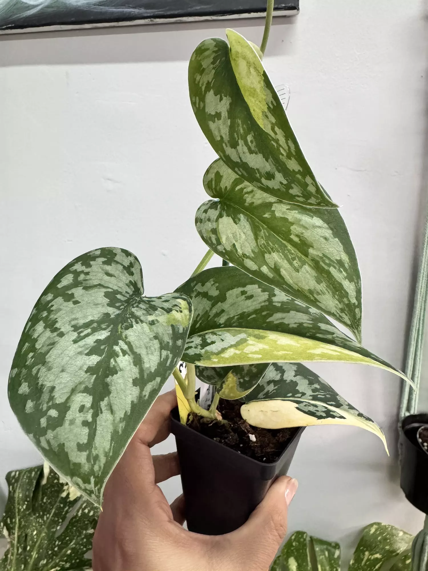 plant/3280 Maharlika -0