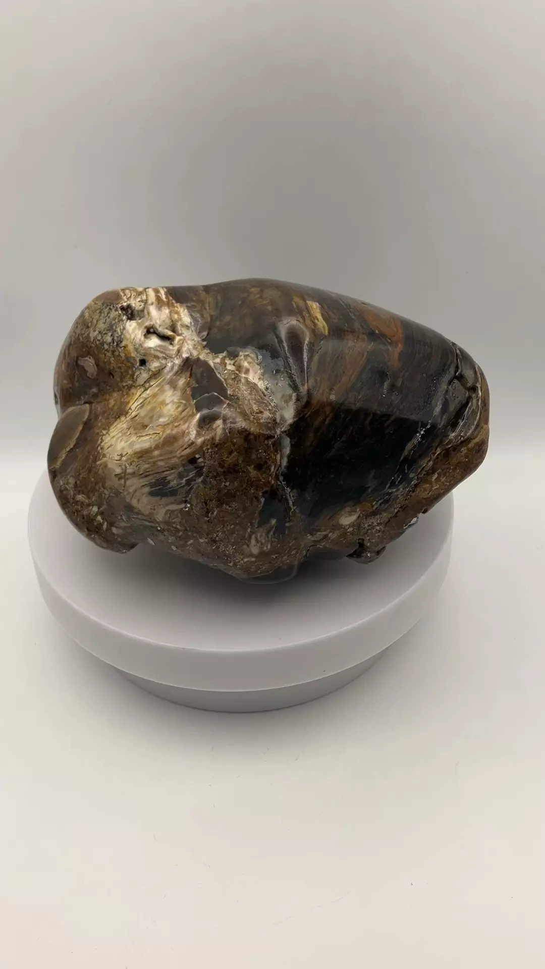 plant/Hampton Butte Petrified Wood - Agatized & Opalized - Polished - 2lbs 8.80oz-4