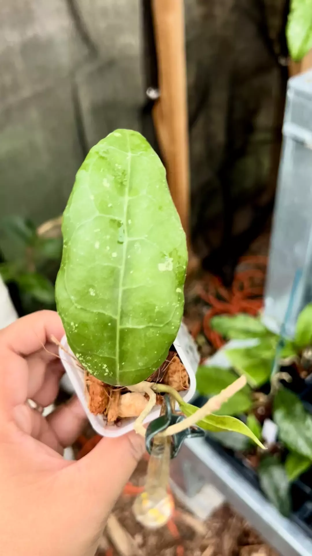 plant/Hoya Vitellina Lampung w/ new leaf-0