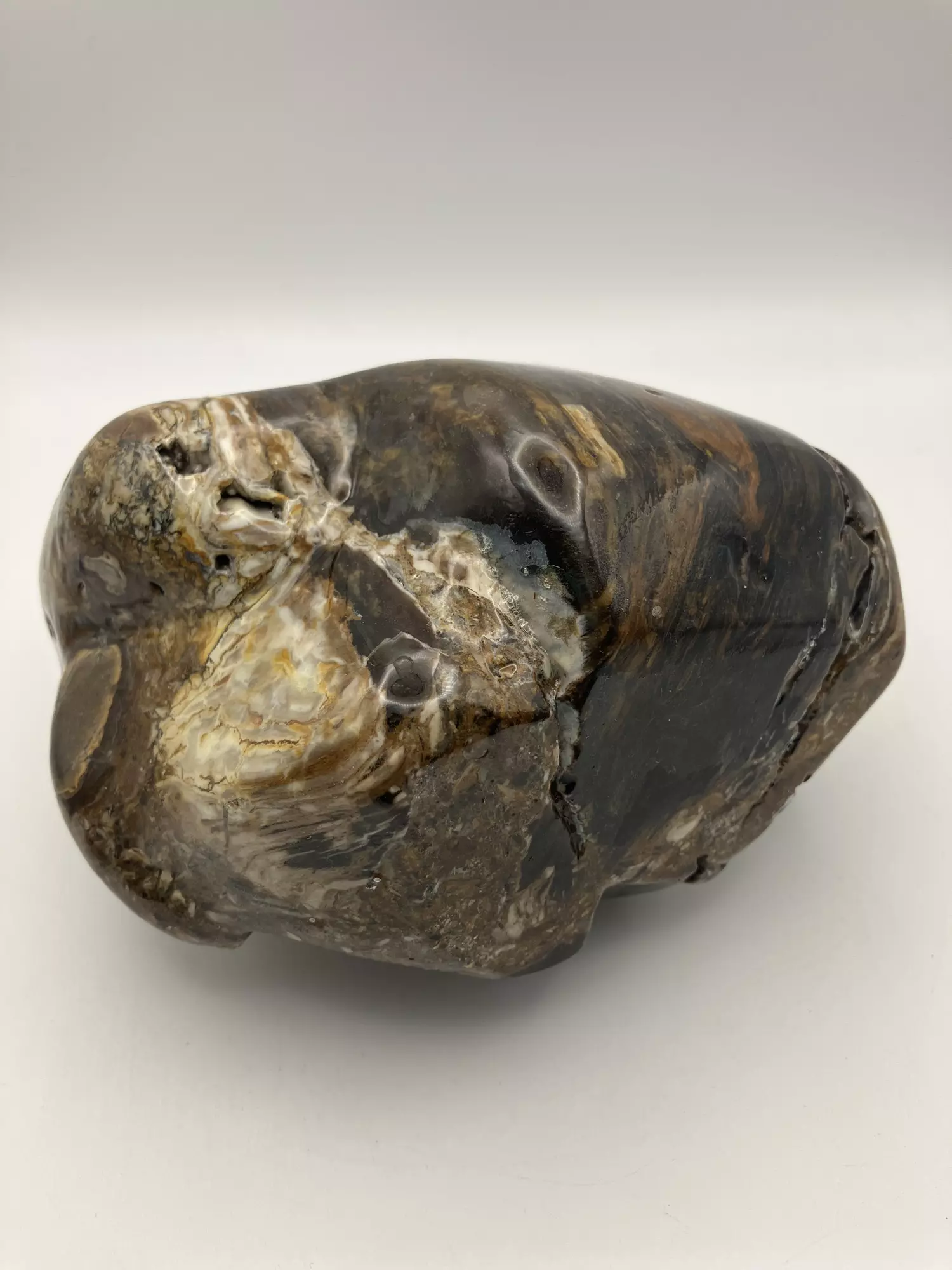 plant/Hampton Butte Petrified Wood - Agatized & Opalized - Polished - 2lbs 8.80oz-1