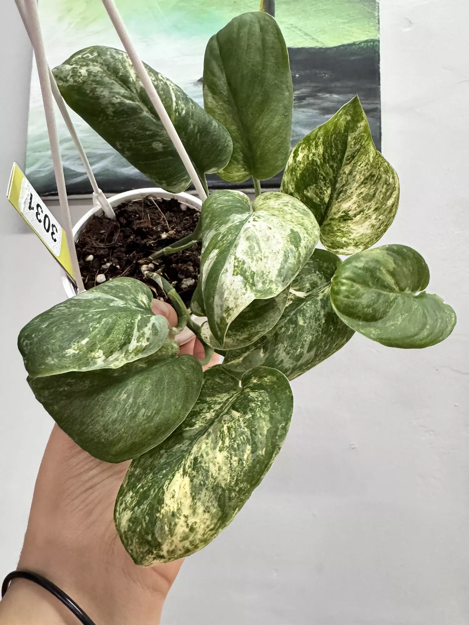 plant/3031 Halimoon basket -0