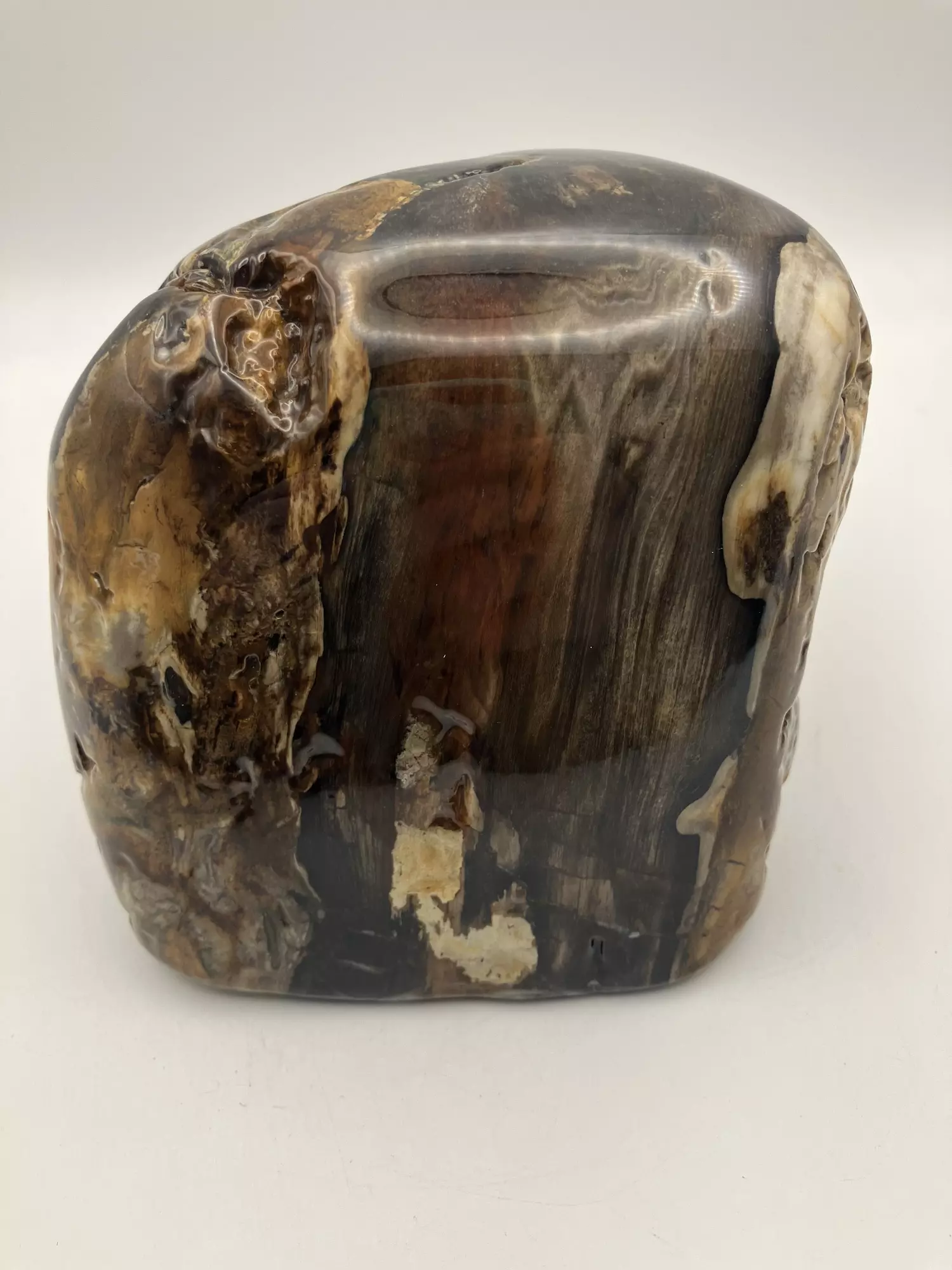 plant/Hampton Butte Petrified Wood - Agatized & Opalized - 3lbs-0